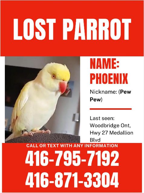 Lost Indian ringneck she looks like seagull white with yellow (cremino) named Phoenix (Pew Pew) in Woodbridge Ontario