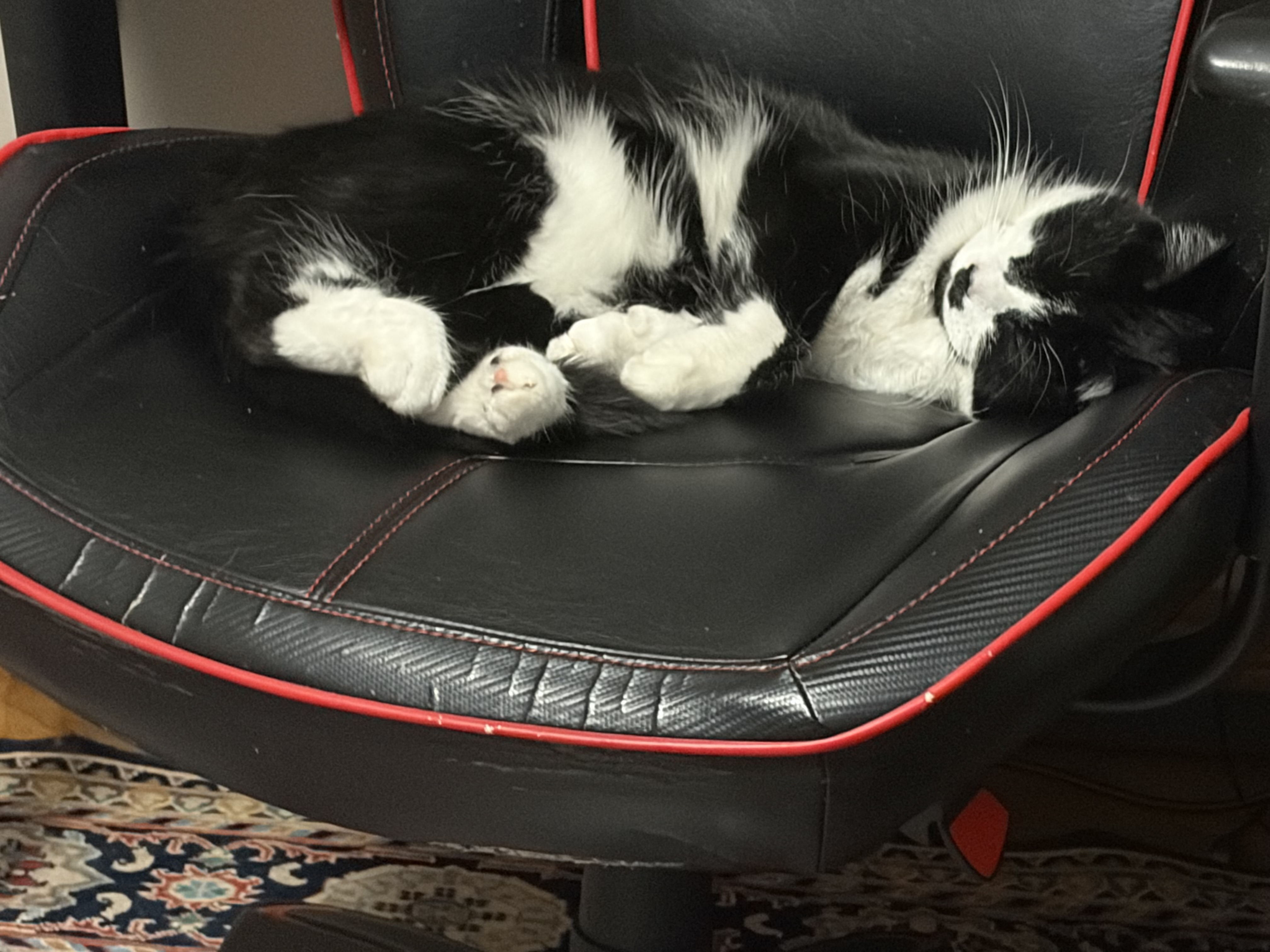 Lost Black and white Tuxedo black and white named Milo in Mississauga