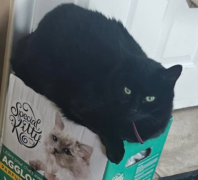 Lost Tabby all black all black named Black baby in Scarborough