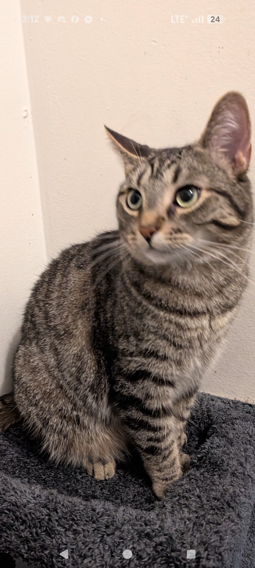 Lost DSH brown and grey tabby named Rolly in Ottawa