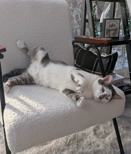 Lost Cat white and grey named Dundee in Sault Ste. Marie