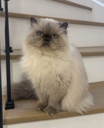 Lost Himalayan grey named Bianca in Mississauga