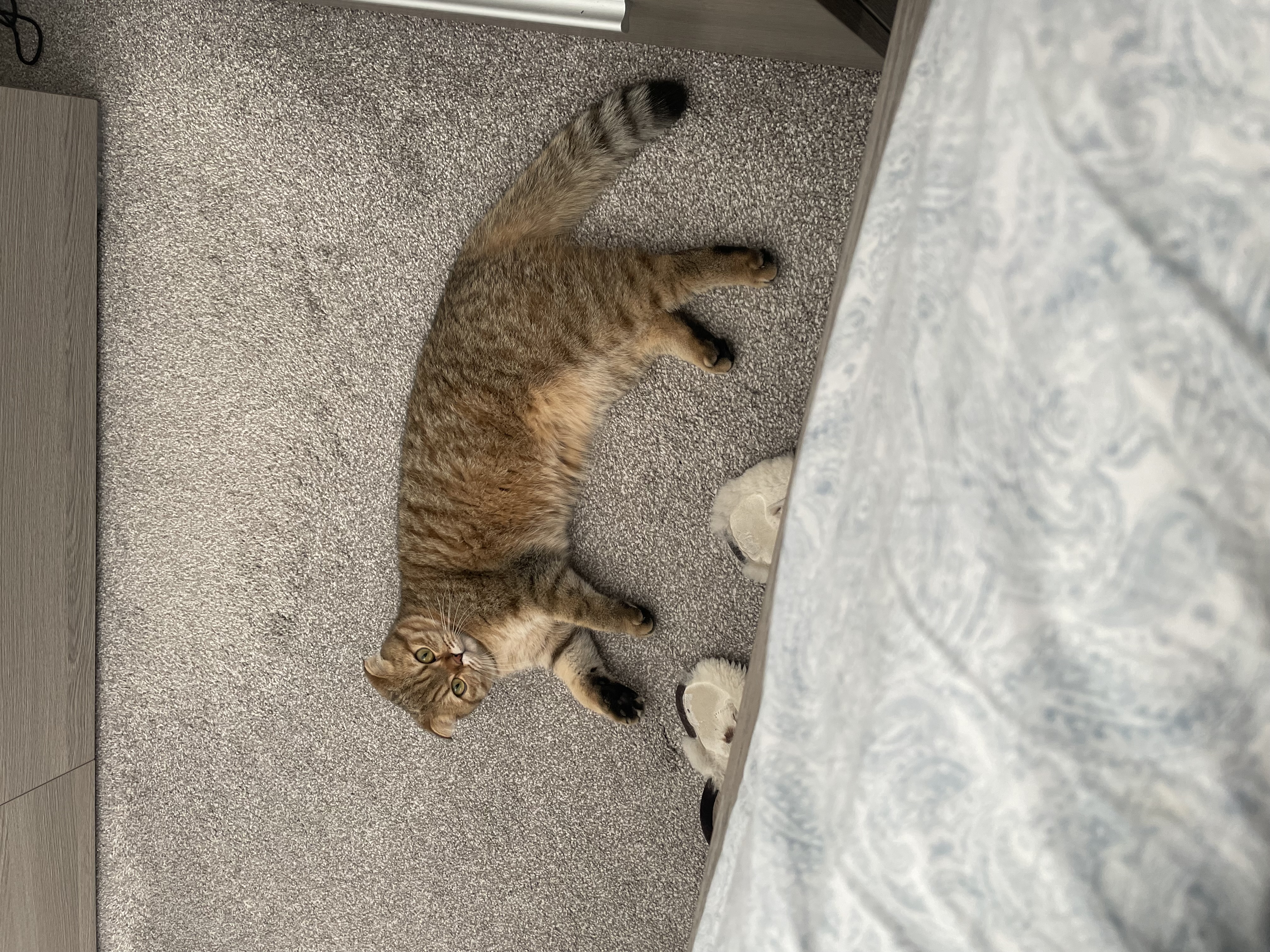 Mia