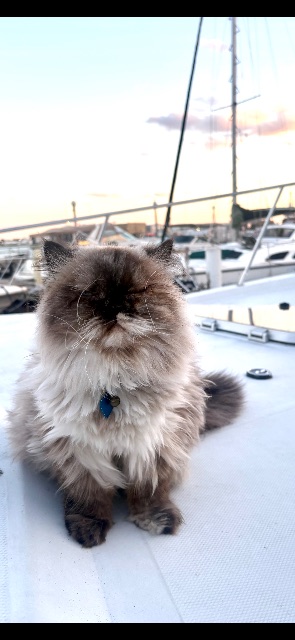 Lost Persian Himalayan white + brown named Blue in Toronto