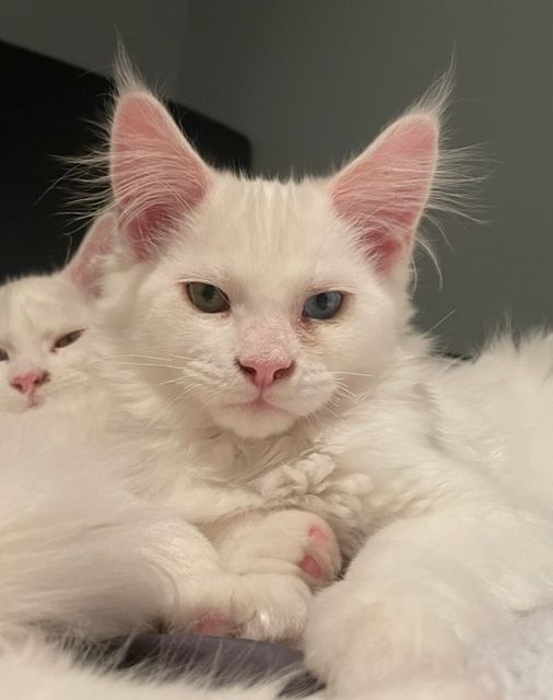 Lost Mainecoon blanc named Leo in Blainville