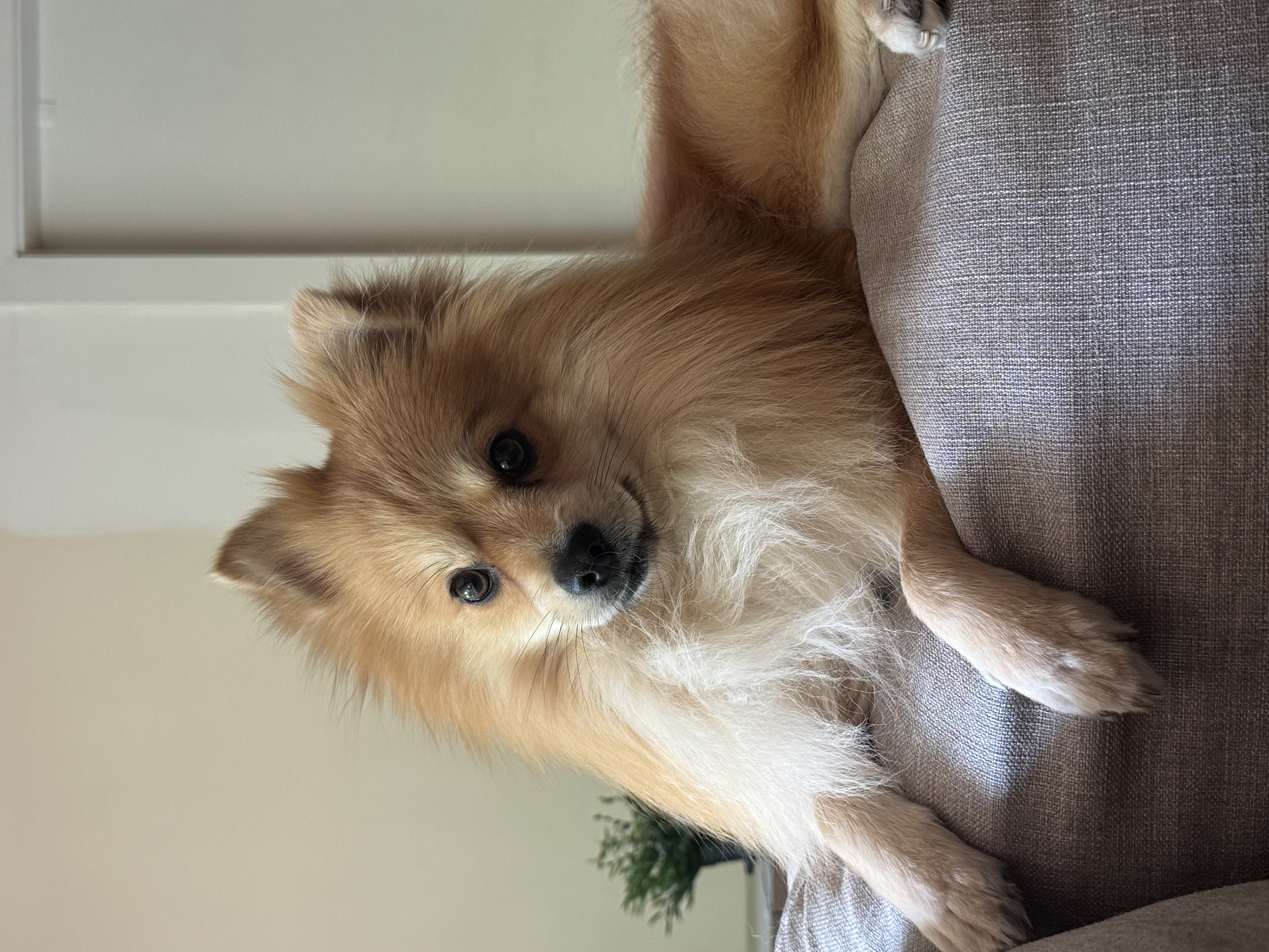 Lost Pomeranian gold named Robson Gabriel in Vancouver