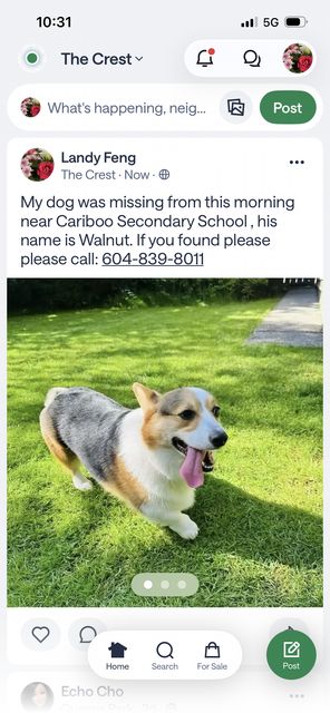 Lost Corgi tan, white and black named Walnut in Burnaby