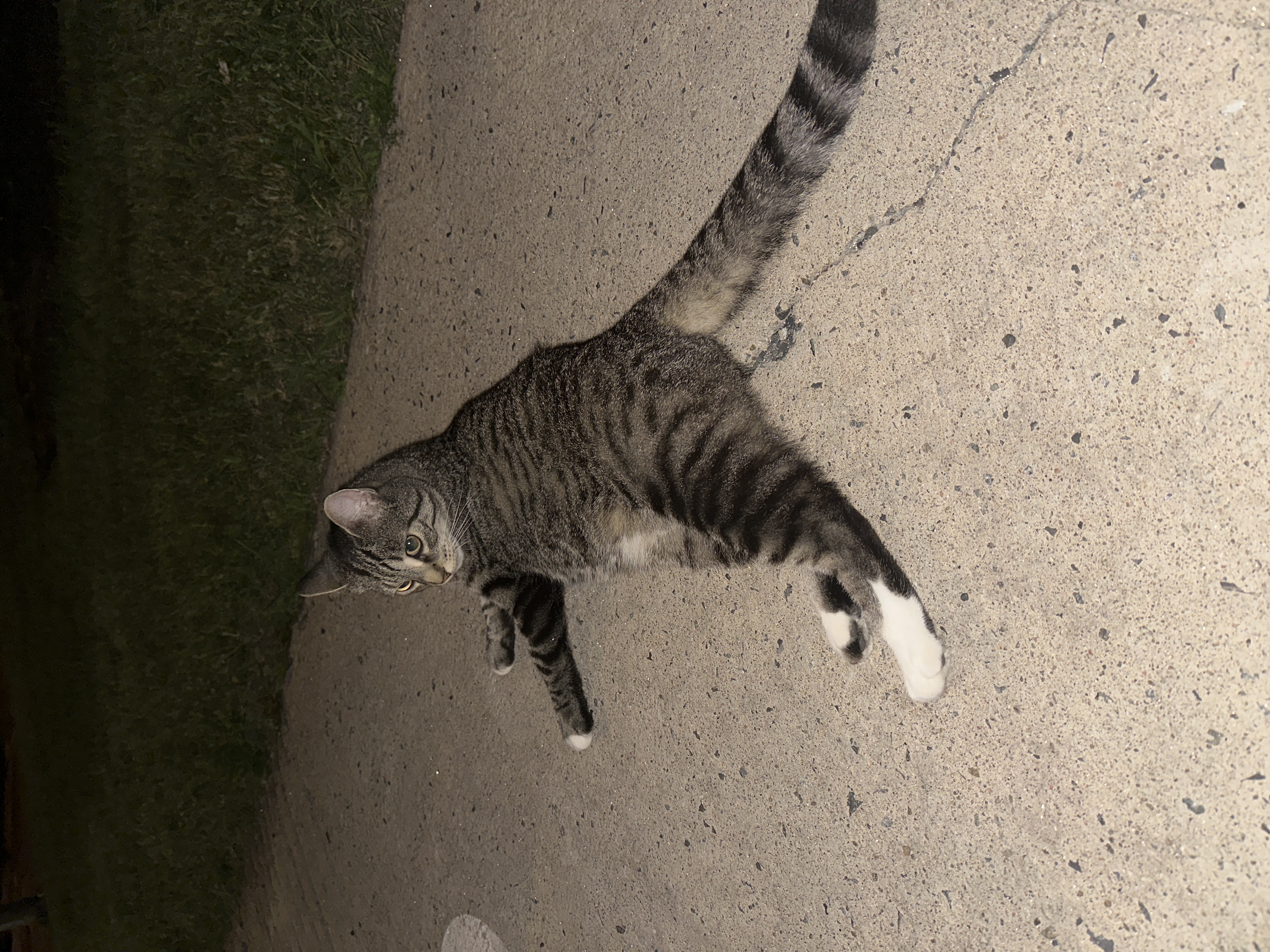 Found Chat tabby jeune et amical est venu me voir en miaulant ne voulais pas boire d’eau, je suis revenu plus tard acec de la nourriture mais il etait parti pelage doux et propre in Boucherville