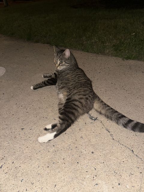 Found Chat tabby jeune et amical est venu me voir en miaulant ne voulais pas boire d’eau, je suis revenu plus tard acec de la nourriture mais il etait parti pelage doux et propre in Boucherville