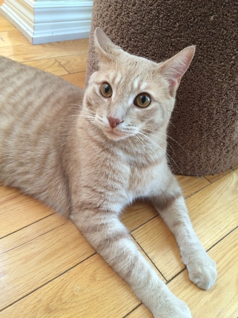 Lost Tabby light orange named Finn in Waterdown, Hamilton