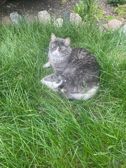 Lost Tabby streaky grey named Gabriel in St. Albert