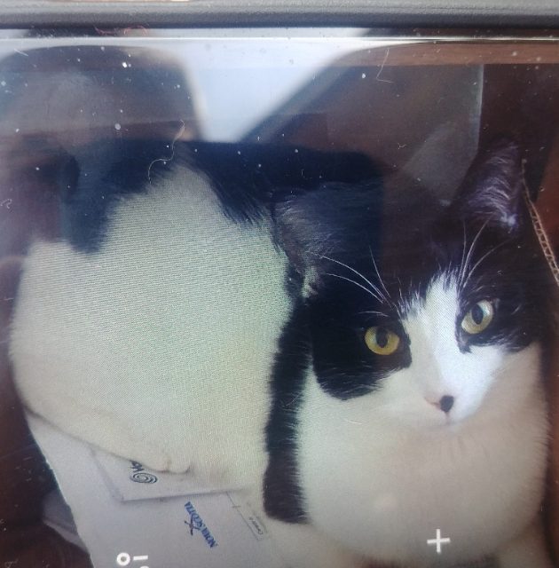 Lost Tuxedo white/black , black spot on nose named Rocky in Bridgewater