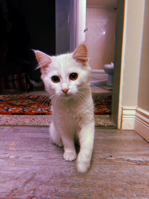 Lost siamese manx white named Birdie in Langley