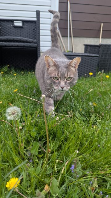 Lost Tabby grey named Smoky in Cornwall