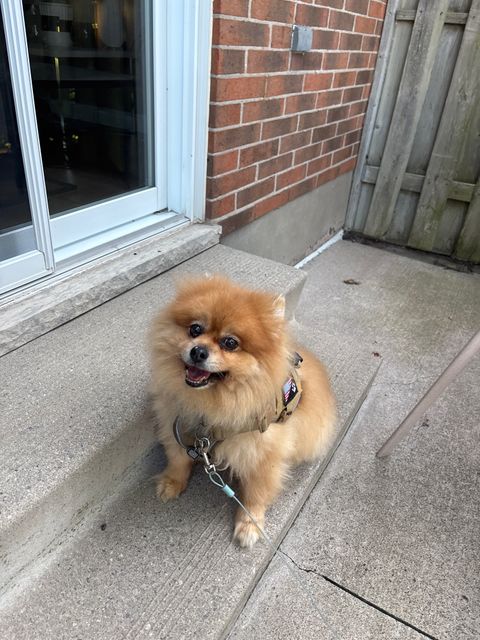 Lost Pommagran? blonde named Quin in Niagara Falls