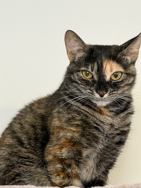 Lost Egyptian Mau/Bengal black/tri-colour named Layla in Caledon