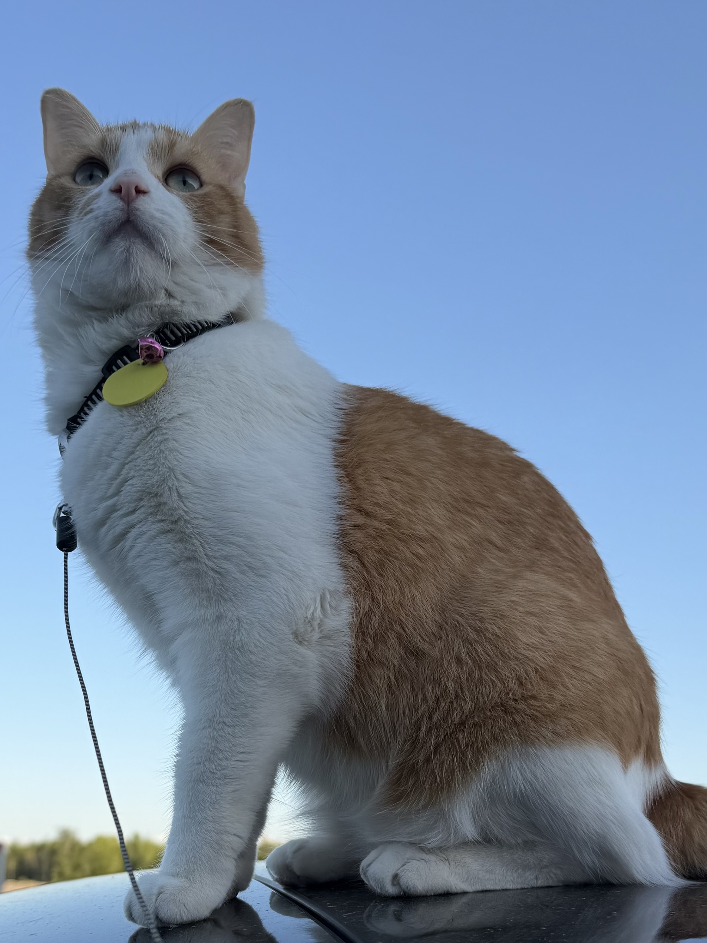 Simba