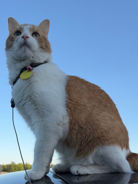 Lost Cat orange with white named Simba in Barrie
