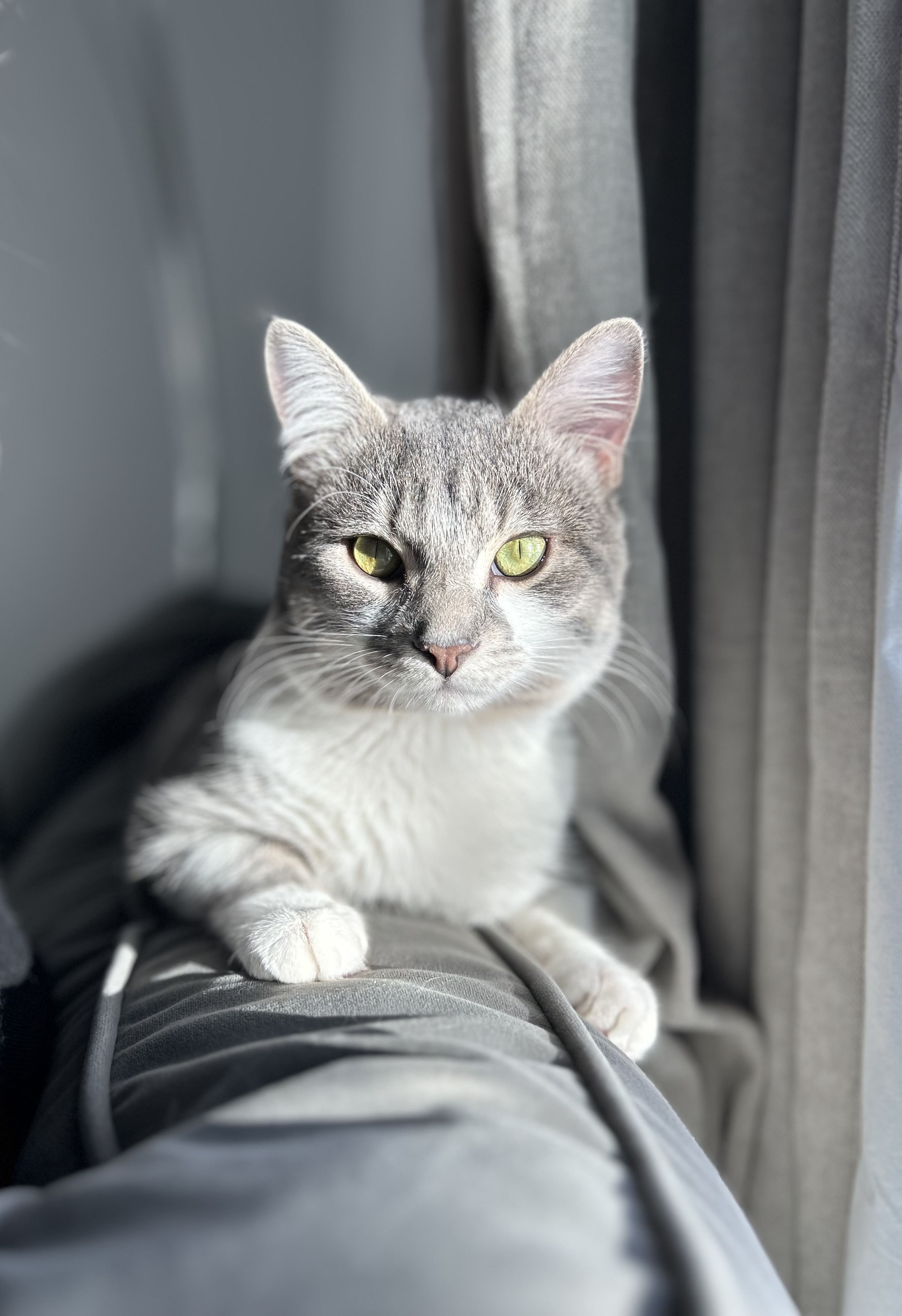Lost Domestic Shorthair/tabby grey and white named Habibi in Calgary