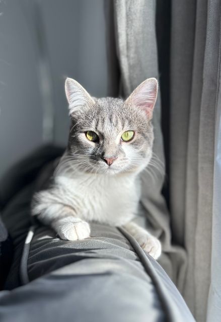 Lost Domestic Shorthair/tabby grey and white named Habibi in Calgary