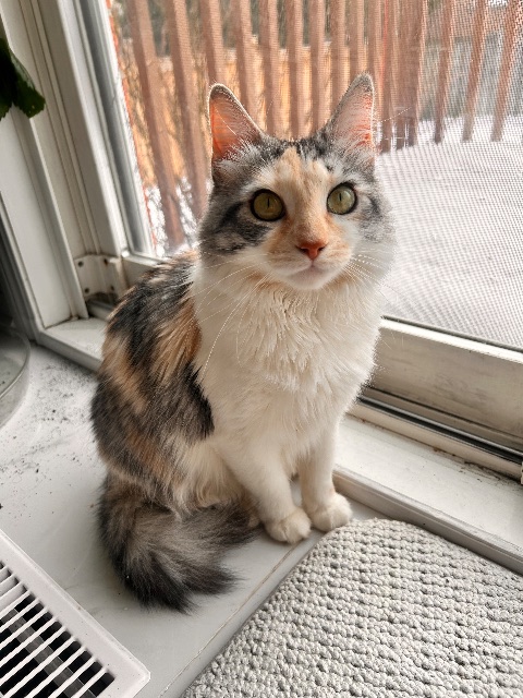 Lost Domestic long hair calico white named Trixie in Markham