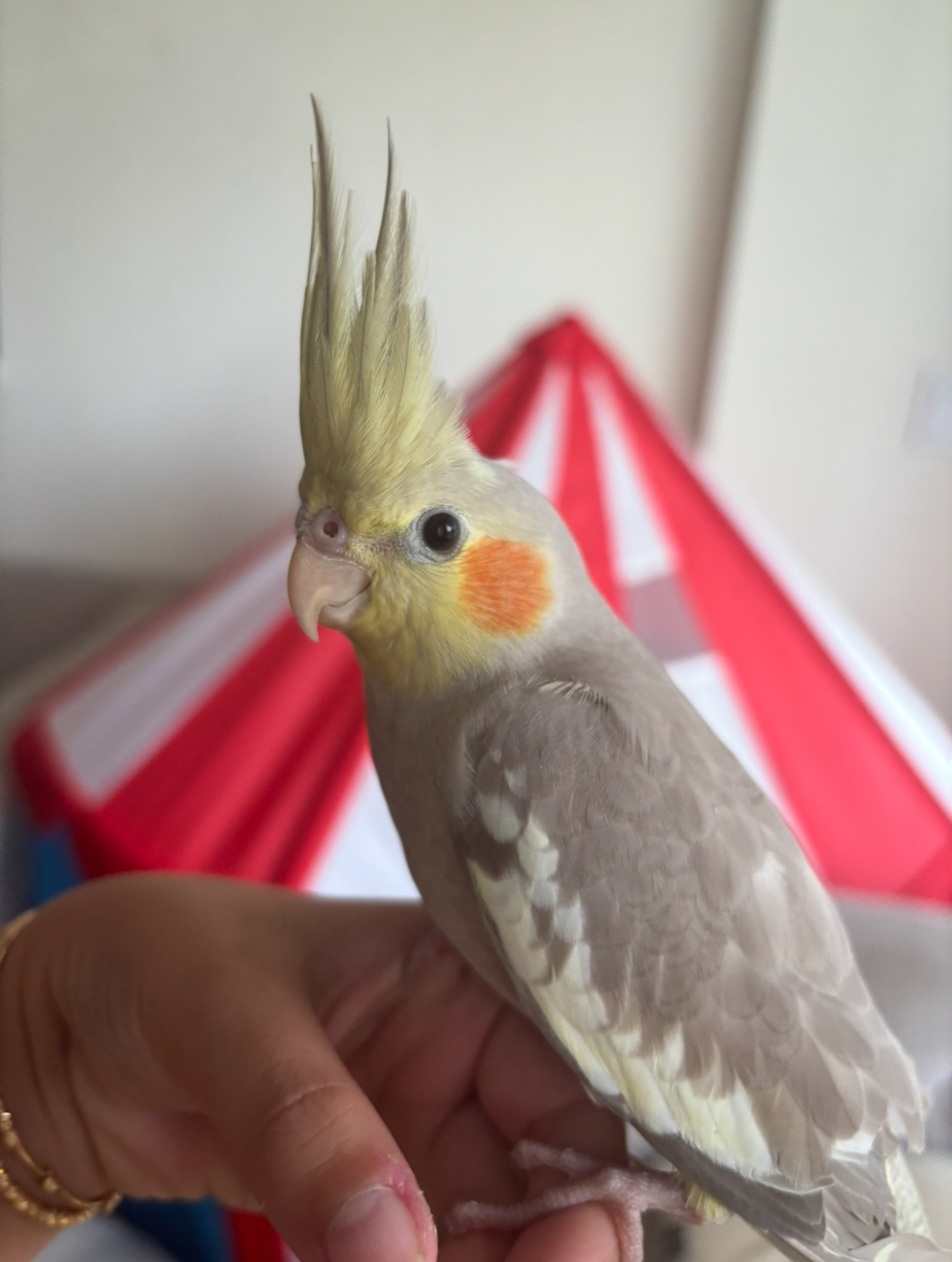 Kiwi