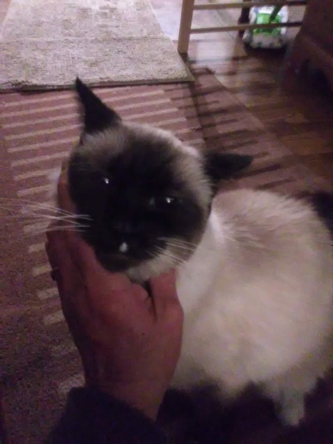 Lost Siamese creamy black named Meka in Edmonton