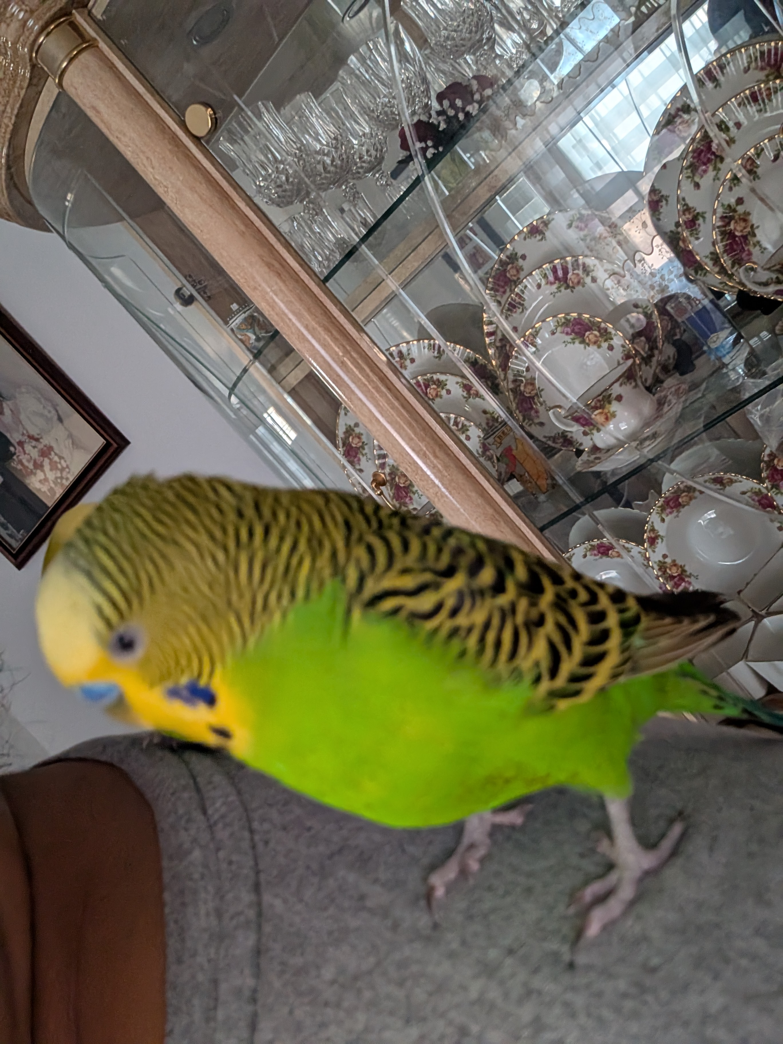 Fluffy but also goes by Duffo