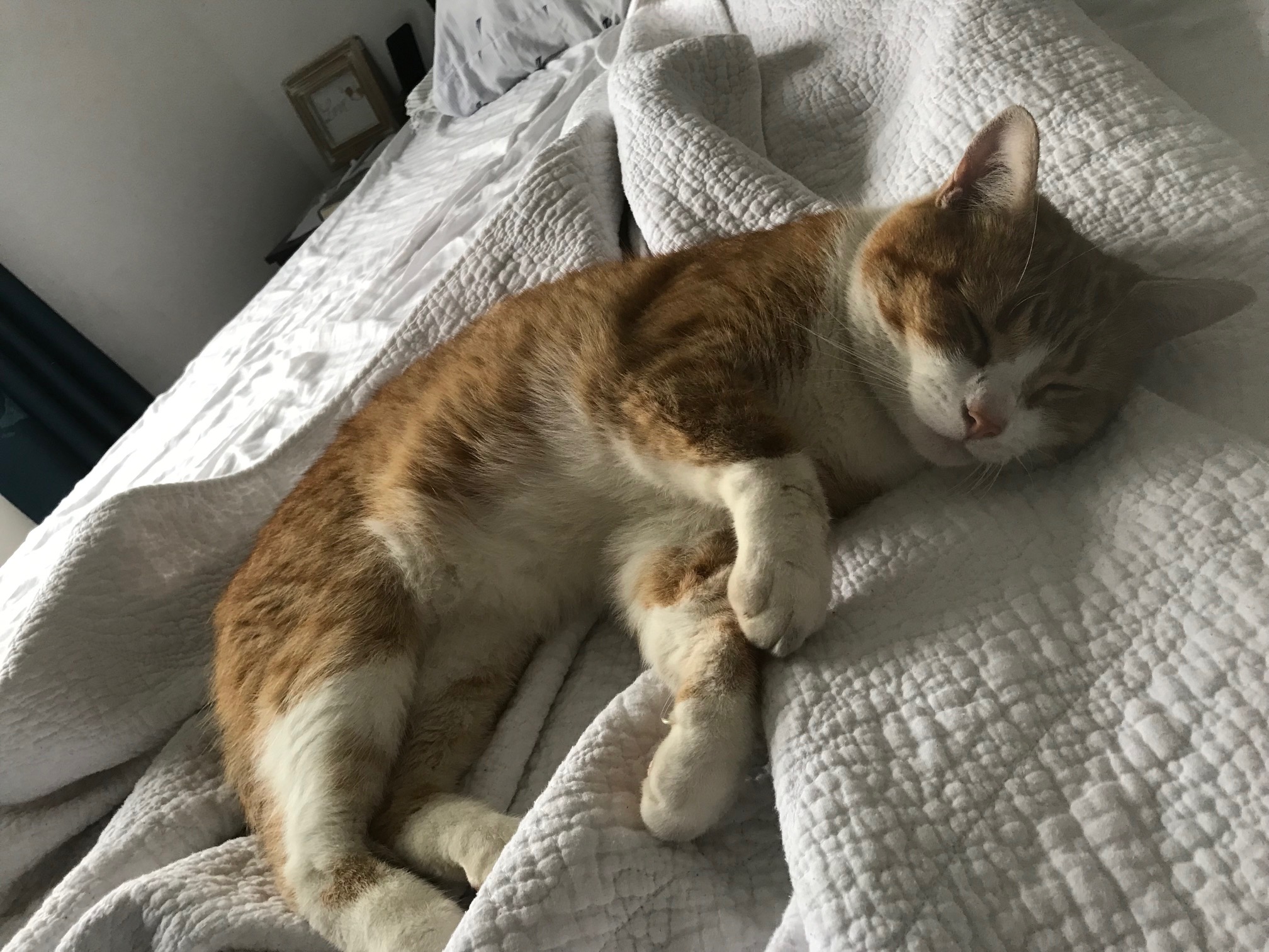 Milo