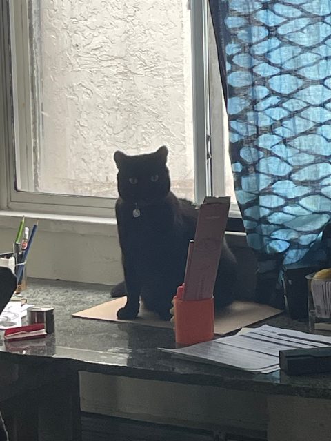 Lost Domestic Short Hair black named Planterina in Vancouver