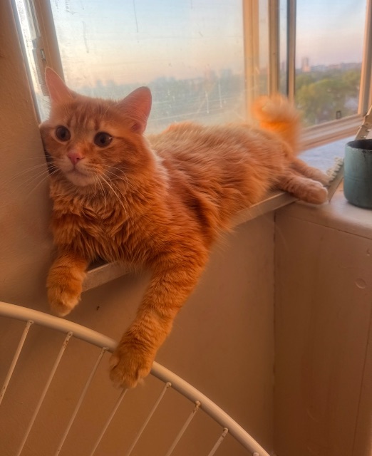 Lost Tabby orange named Jupiter in Toronto