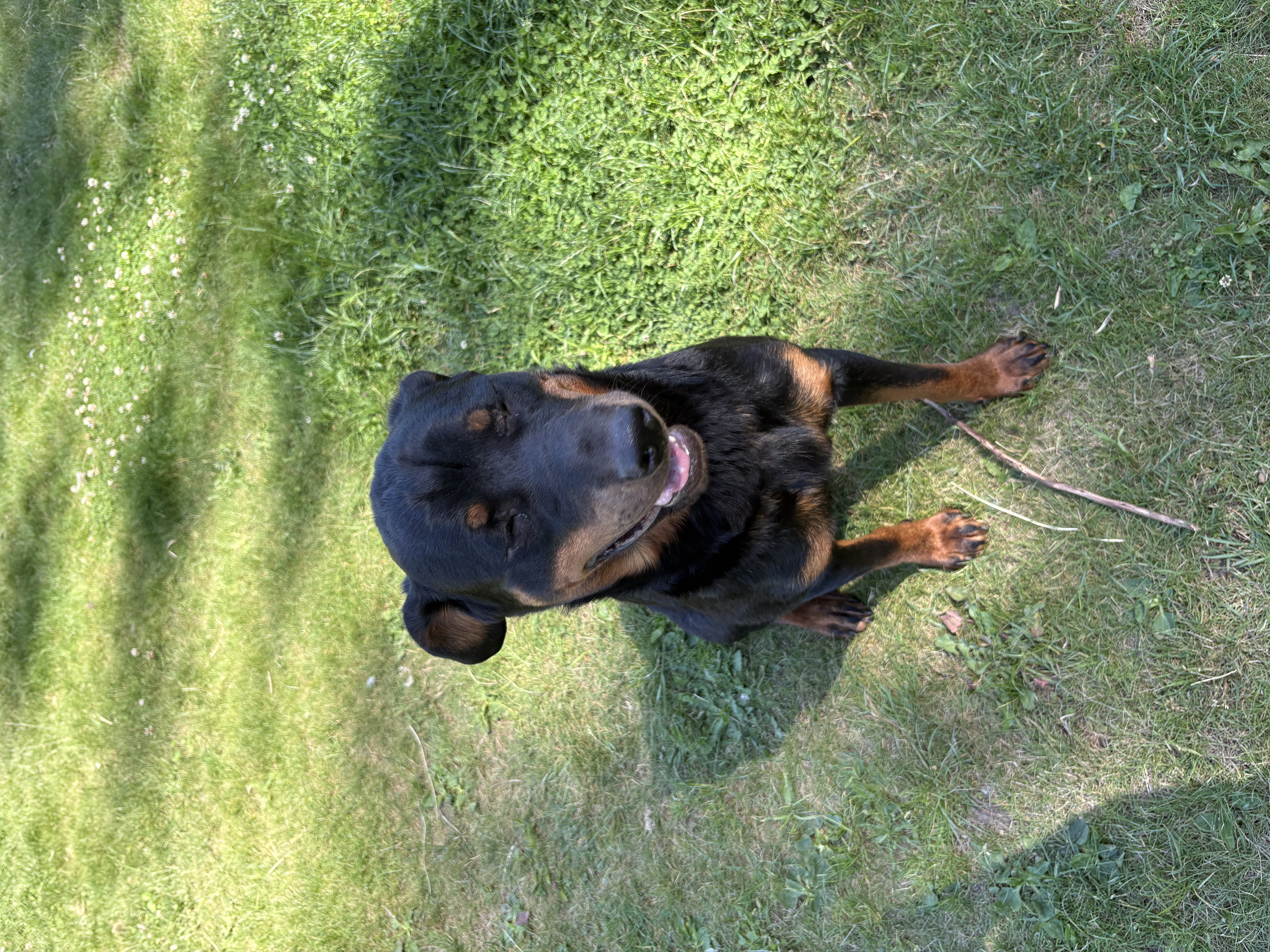 Koda