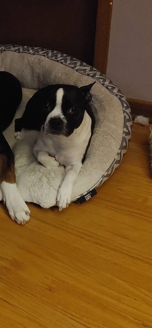 Lost Boston terrier black and white named Freya in Niagara Falls
