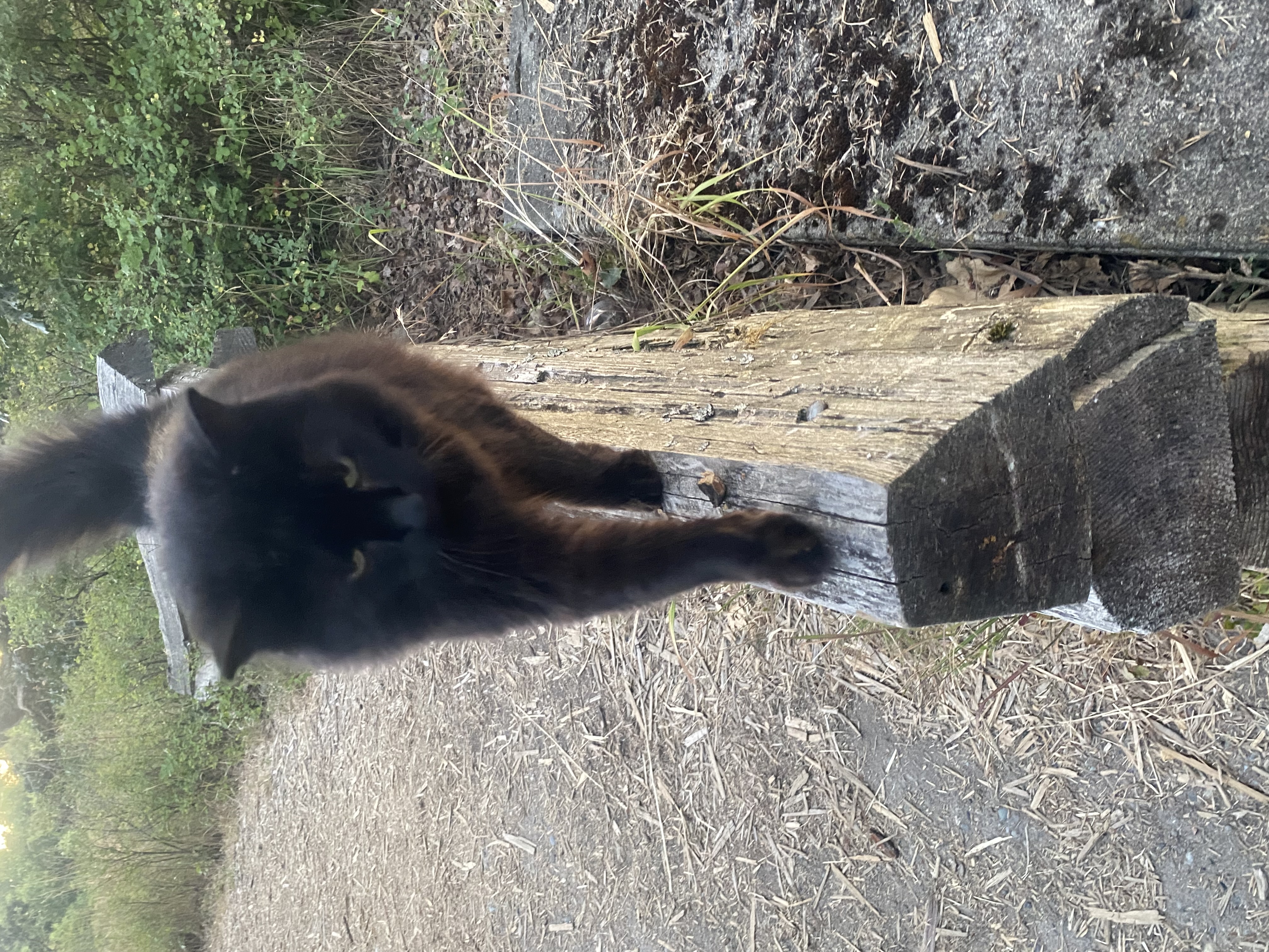 Found Very friendly, total sweetheart. Medium-small. No collar. Seems healthy and well taken care of. in Victoria