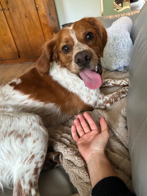 Lost Épagneuls Breton/ Britany spaniel brun et blanc/ brown and white named Whisky in Manitoulin island