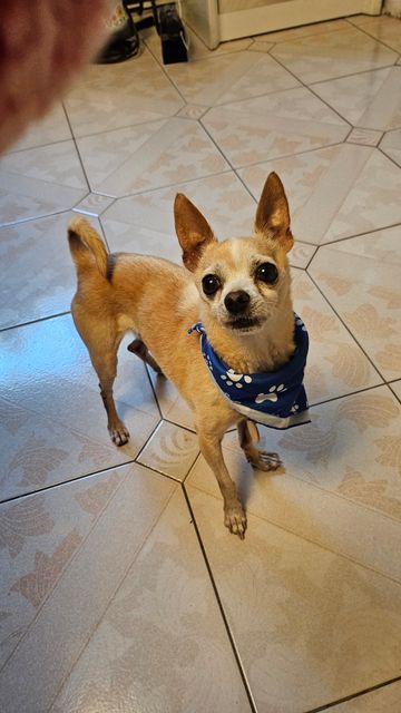 Lost Chihuahua beige named Mocco in Montréal