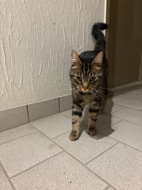 Found Cat beige et noir in Sherbrooke
