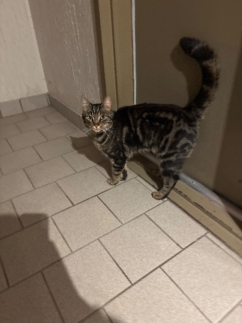 Found Cat brown in Sherbrooke