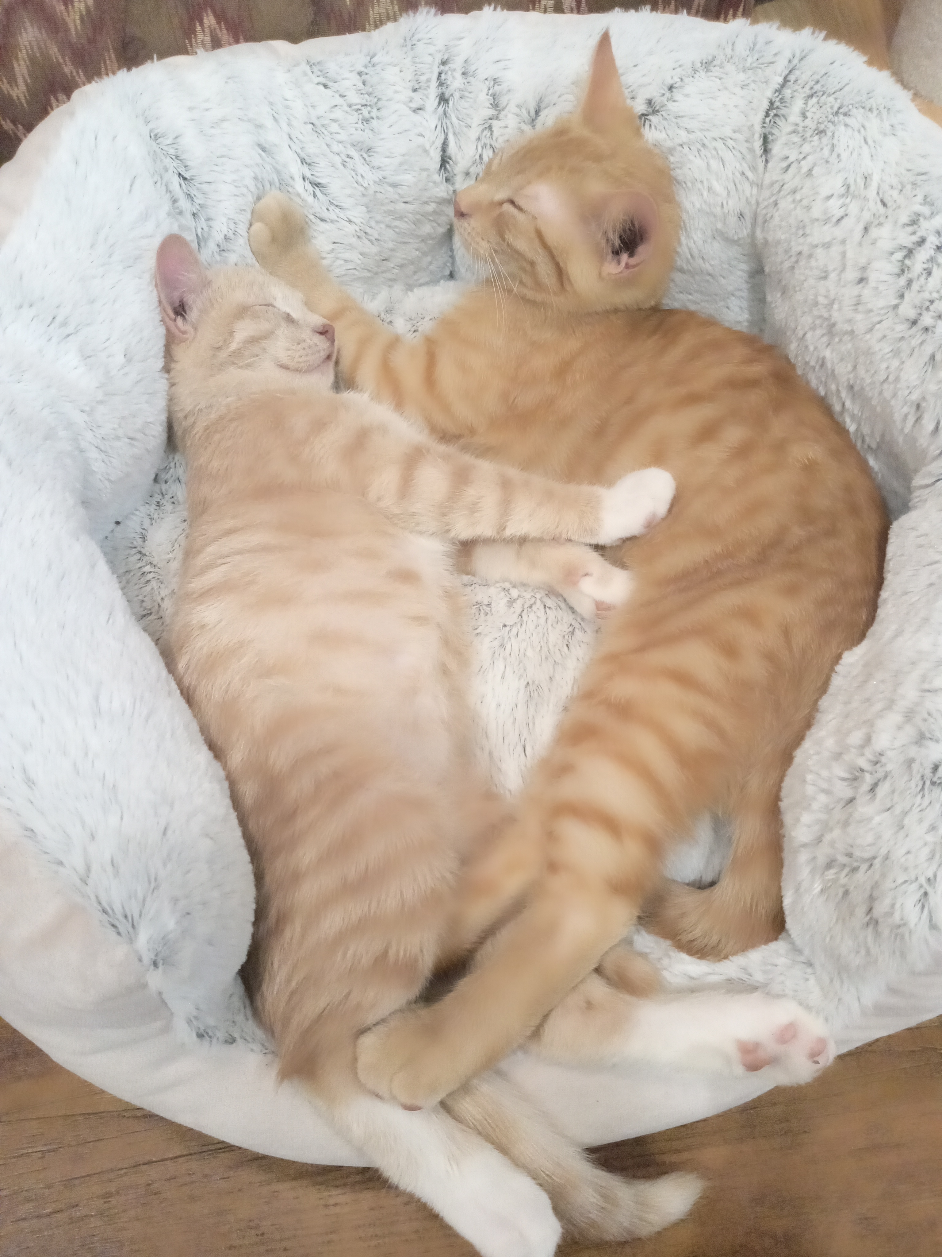 Lost Tabby orange (blonde) named Lemon in Winnipeg