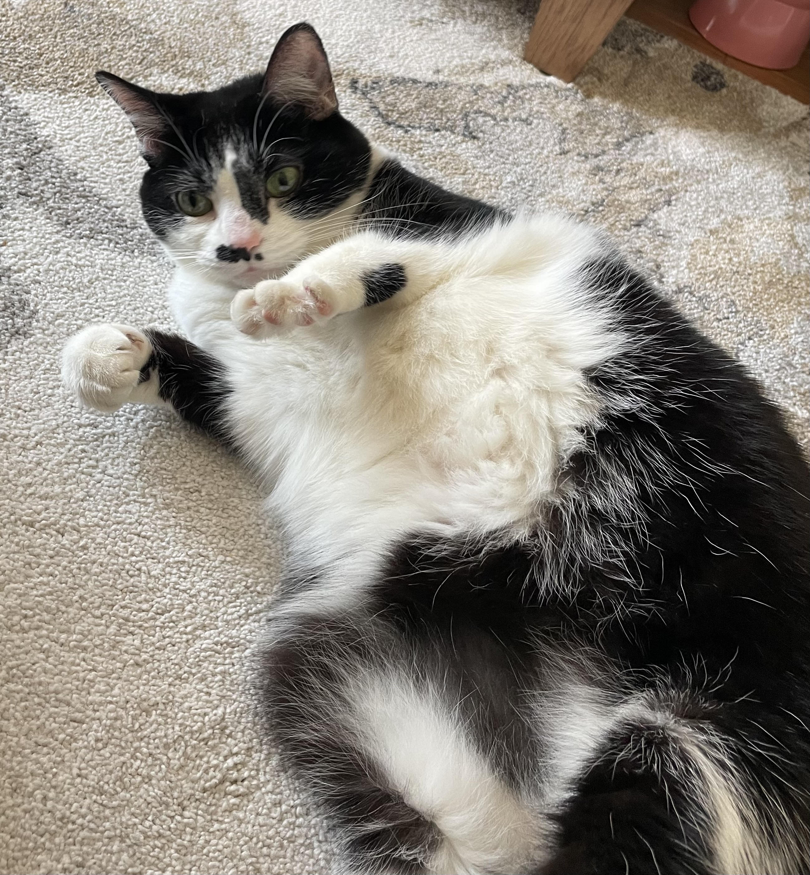 Gracie