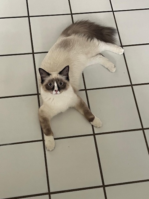 Lost Ragdoll cream color named Panda in Vancouver