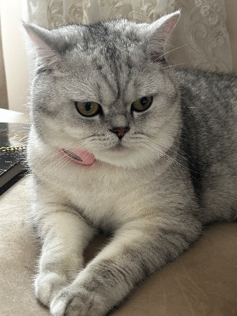 Lost British shorthair white and grey named Petunia in Milton