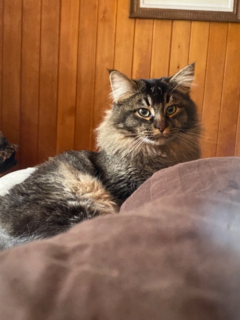 Lost Long hair domestic black, brown, beige named Handsome in Vancouver