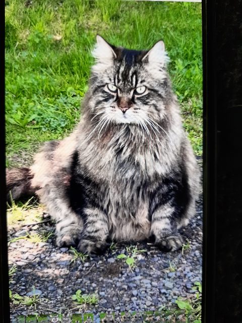 Lost Domestic dark grey and black and a bit of white named Dex or Dexy in Kentville