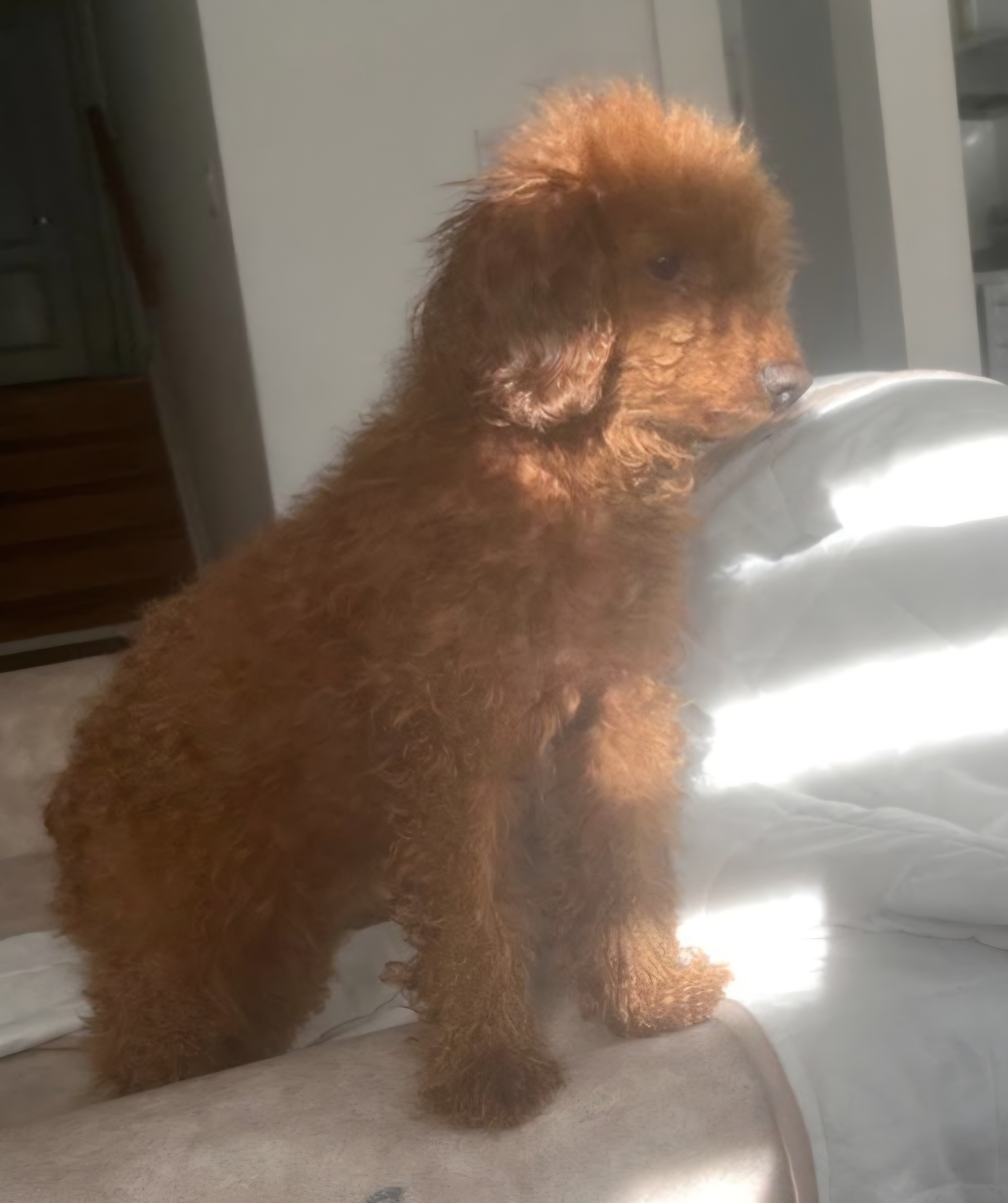 Ginger