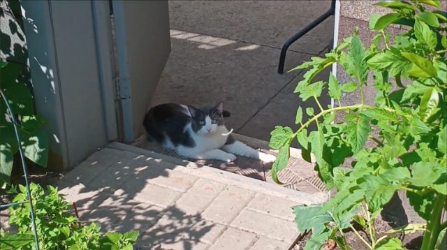 Lost Cat white and grey named Scotty in Toronto