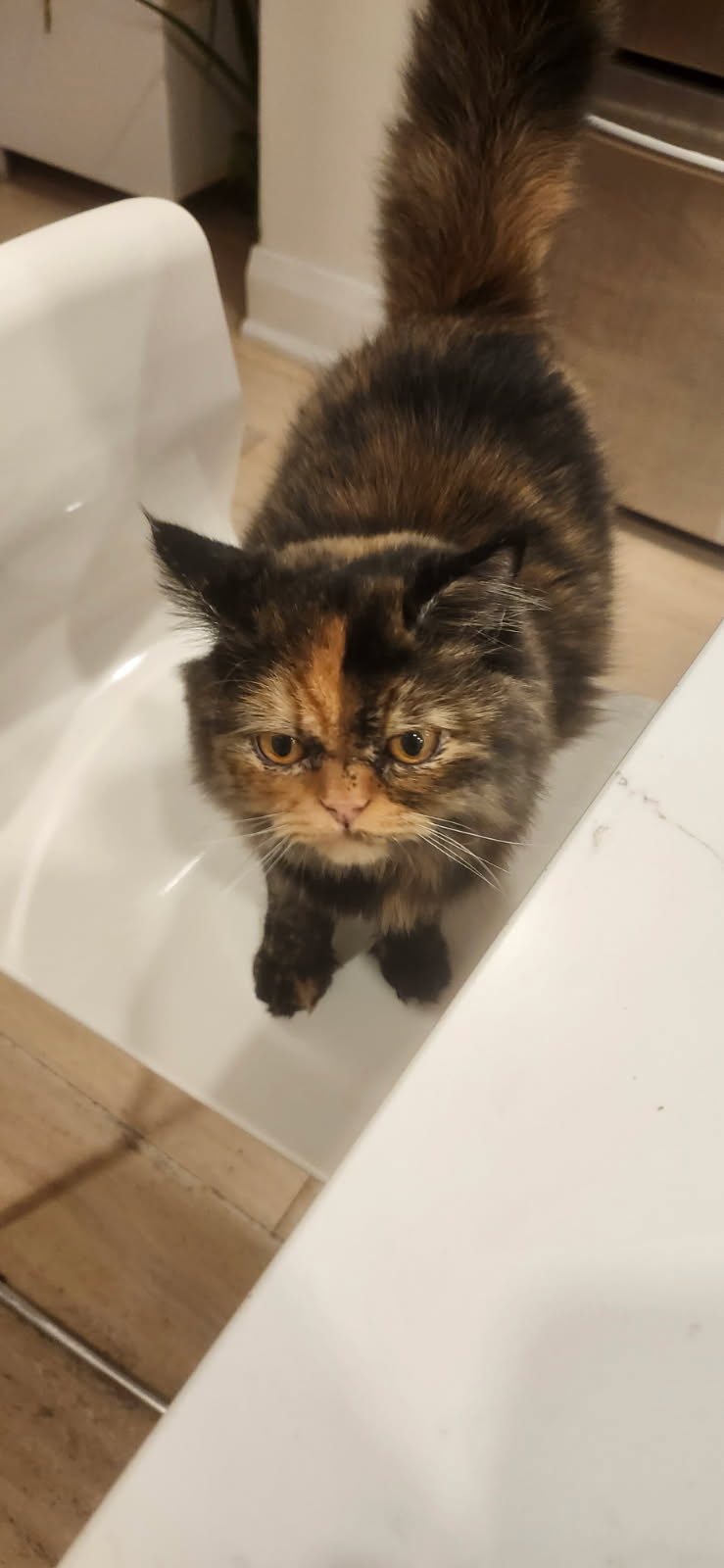Freya