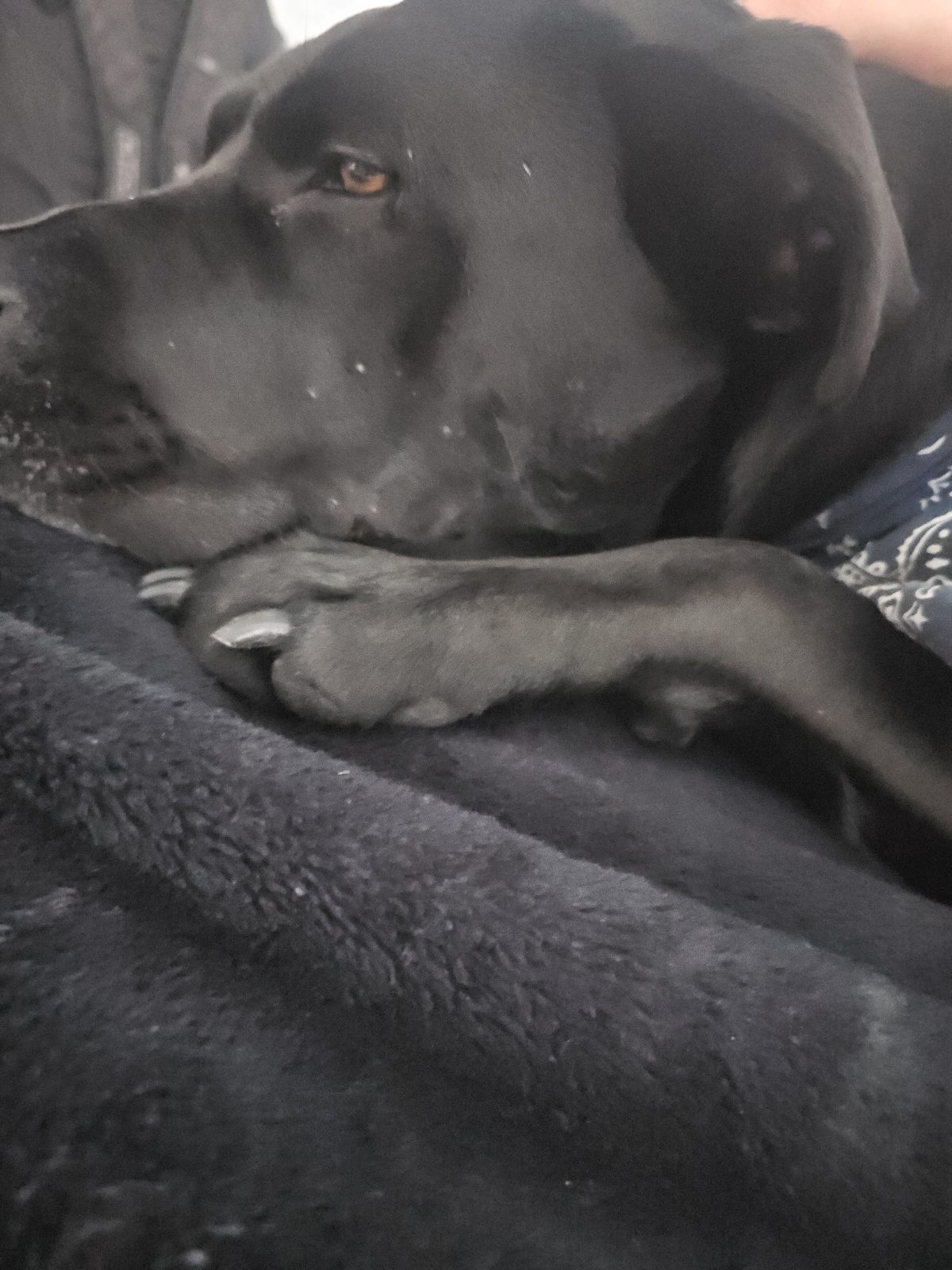 Onyx