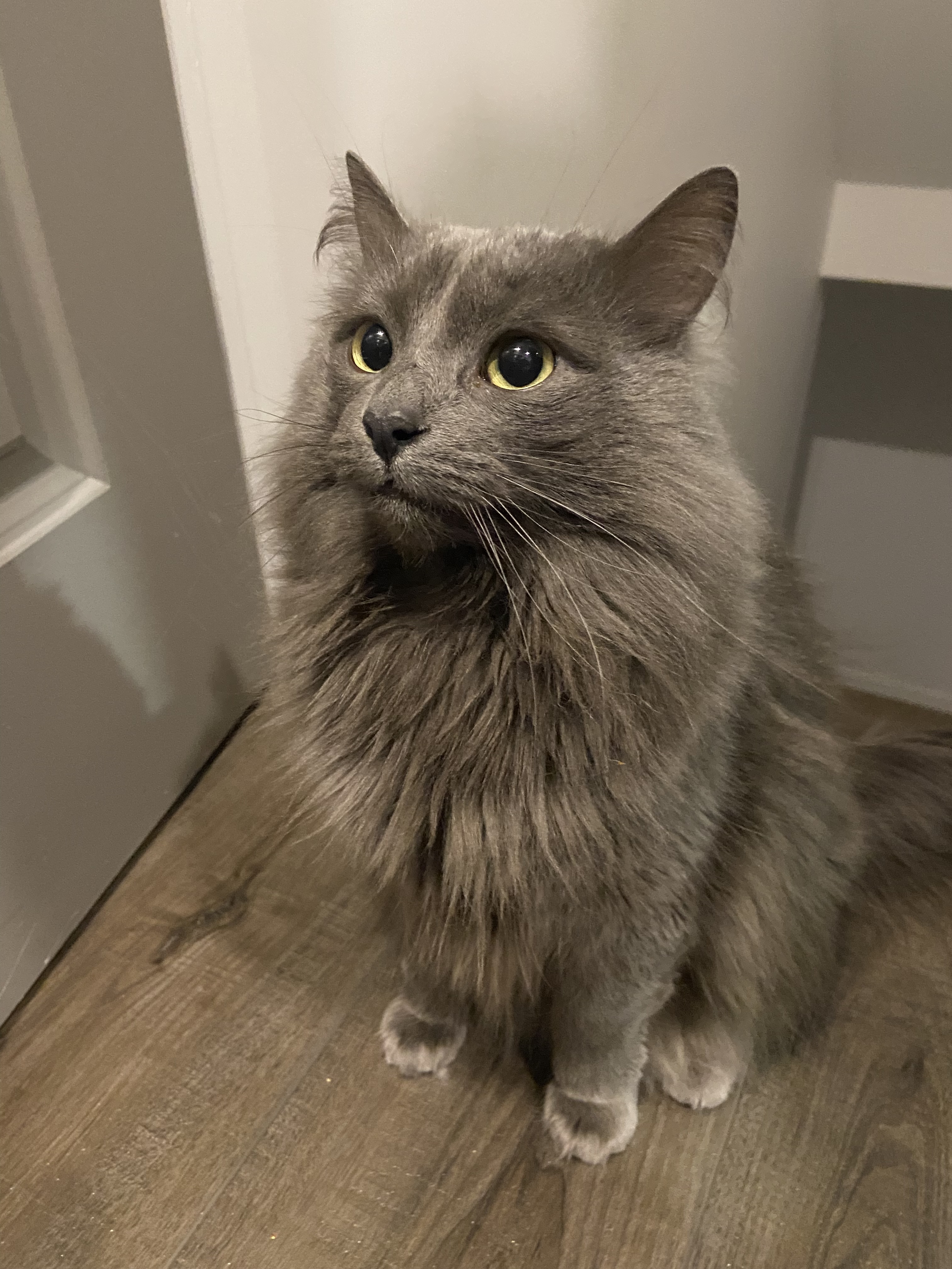 Oliver