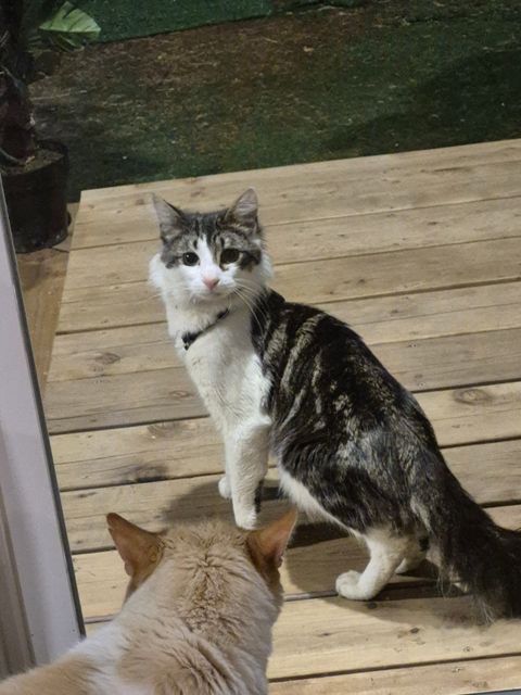 Found White, Grey, black small cat with a harness and coller on in Nanaimo